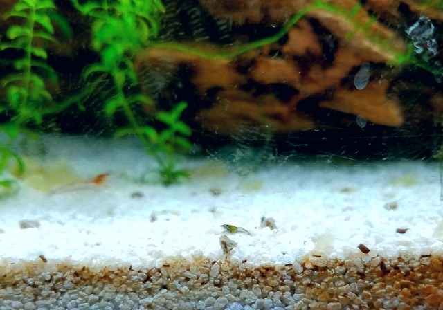 Aquarium Adventures — I have baby shrimp!!! Some of them