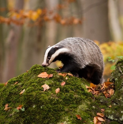 beautiful-wildlife:Mr. Badger by © Jan Pelcman