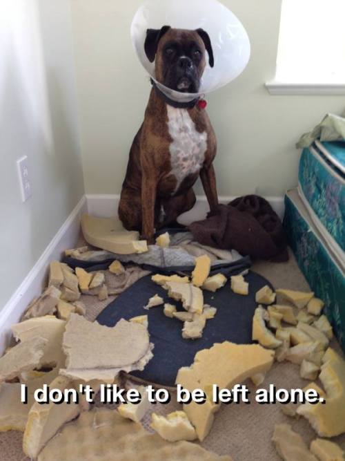 funny dog pictures on Tumblr