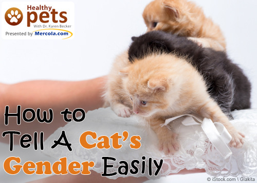 how-to-tell-a-cat-s-gender-easily-would-you-like