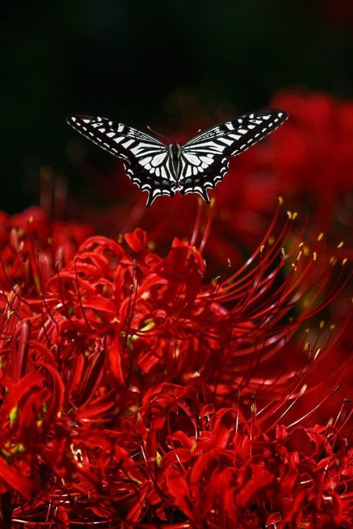 lifeisverybeautiful:Red Spider Lily Chikako Yagi via...