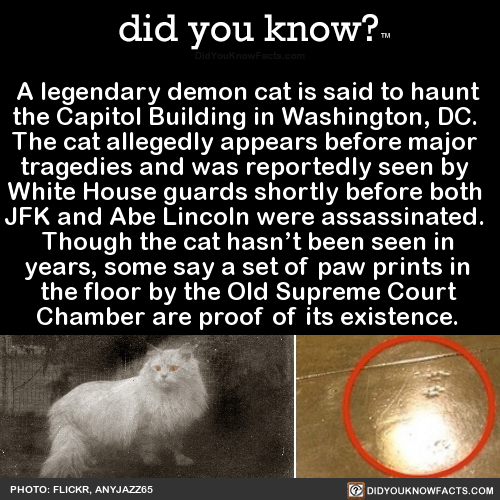 a-legendary-demon-cat-is-said-to-haunt-the-capitol