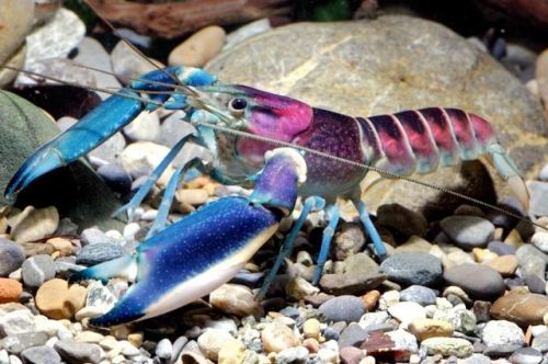 cherax pulcher | Tumblr