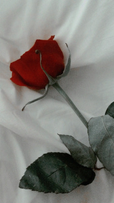 Featured image of post Red Rose Wallpaper Tumblr