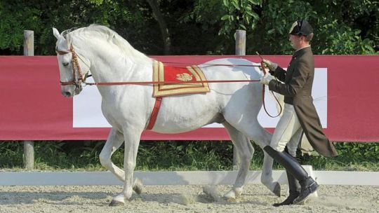 CAV Spanische Hofreitschule Wien Heldenberg 04