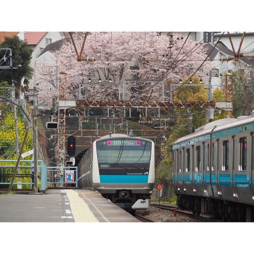 japaniam:と鉄道を求めて本命の貨物は被られました^^;#鉄道 #電車 #E233系 #根岸線 #桜 #さくら...