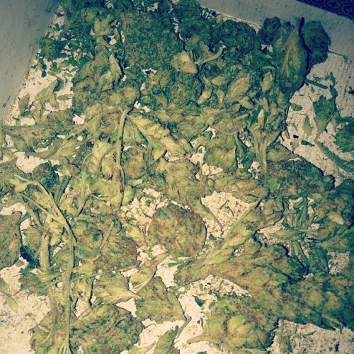 St. Patty’s thizzle Mickey Kush! #dank #kush #weed...