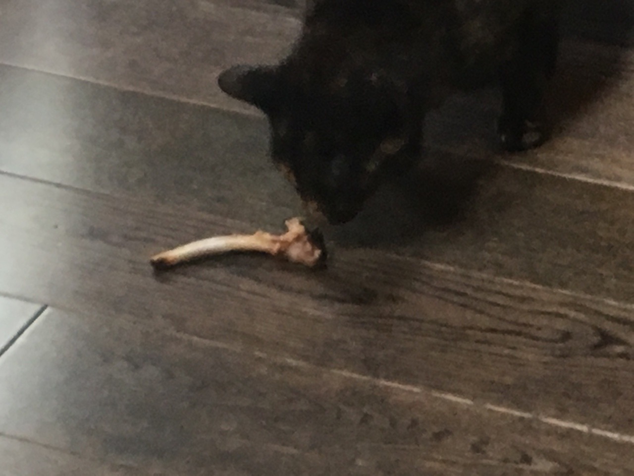 My cat  begging  for a rib bone My cat  confused by 