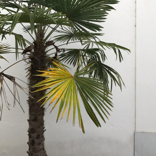 Image of palm tree with partly golden leaves