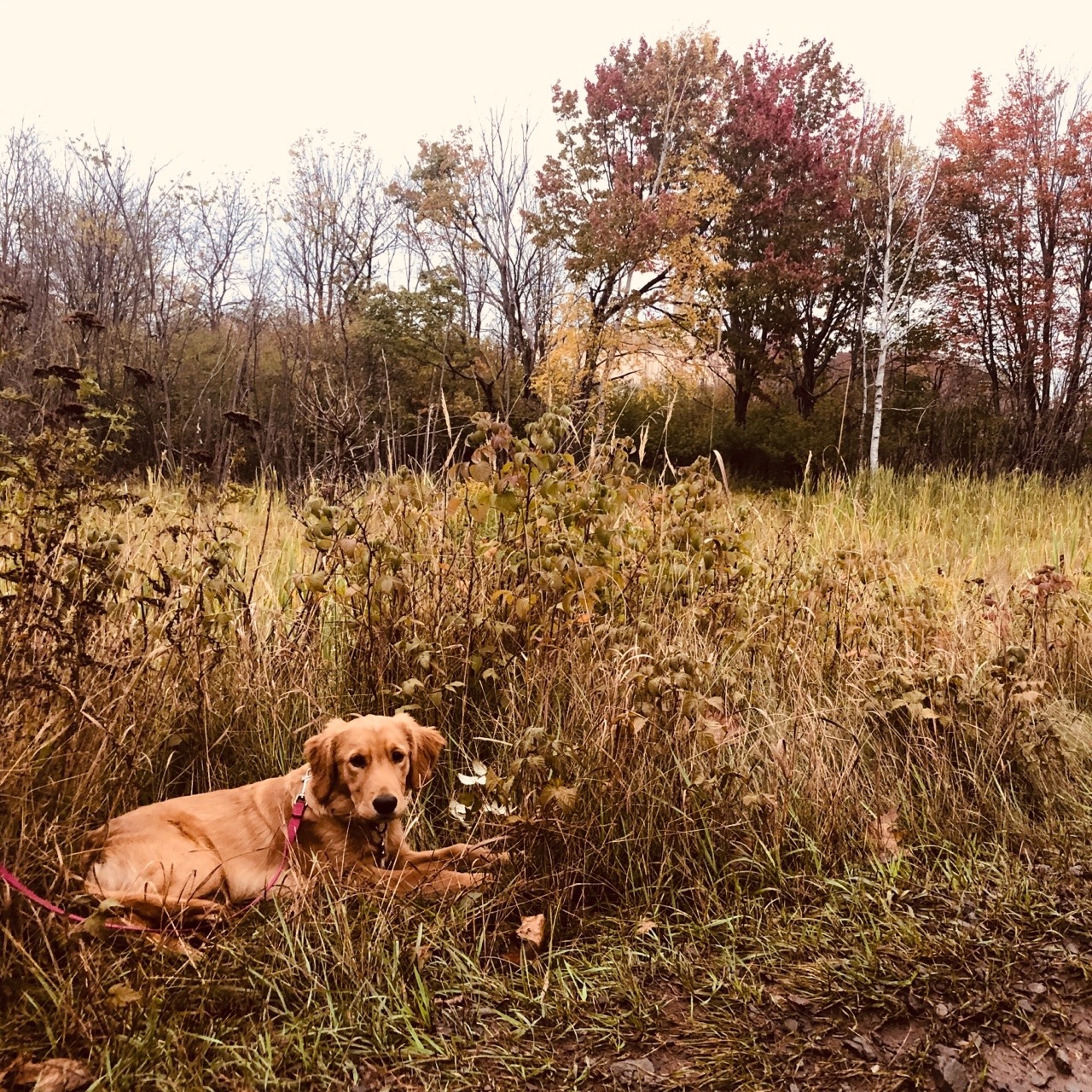 Golden Retriever Puppies In Upper Peninsula Michigan