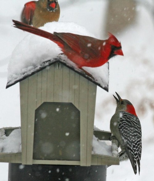 seasonalwonderment: â Winter Birds â