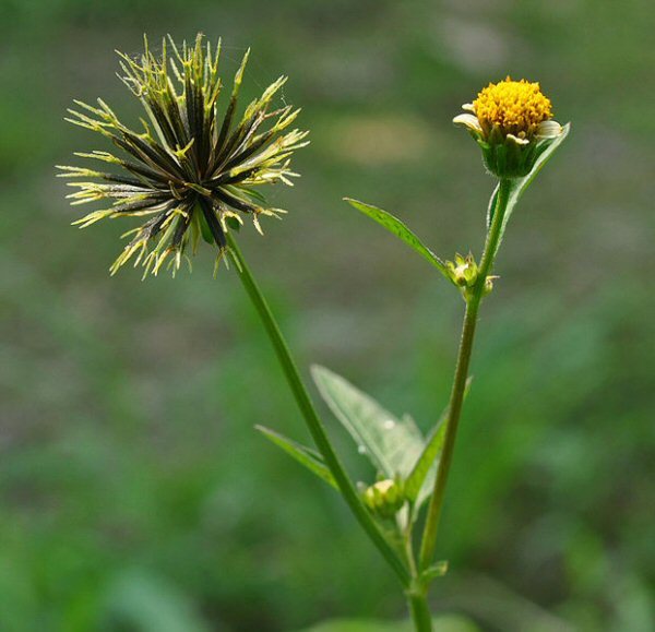 The Green Pharmacist Bidens Pilosa Aka