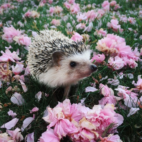 tessarecovering:My hedgehog, Hazel, has got to be one of the...