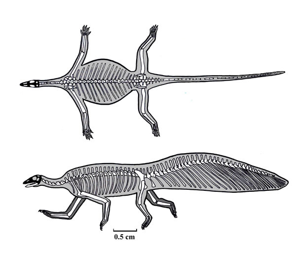 Hypuronector limnaios, a basal drepanosaur from... | Nix Draws Stuff