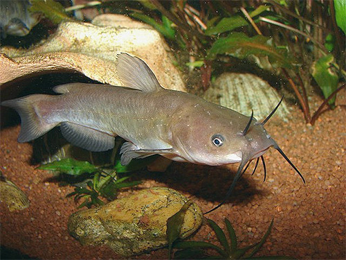 North American Native Fishtanks Bullhead Catfish Of The Genus   Tumblr Nsjdm70axO1u49g59o1 500 