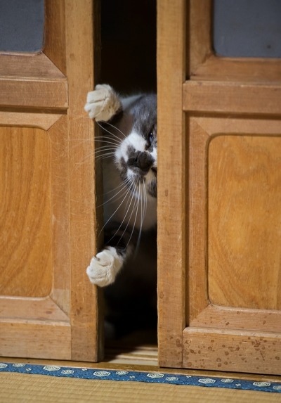 Chat Gris Et Blanc Tumblr