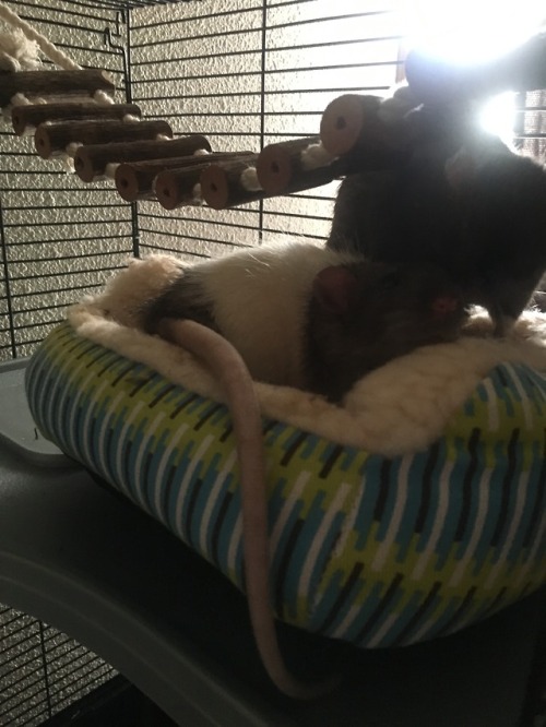 nicoleships:look at my rats actually using a tiny bed this...