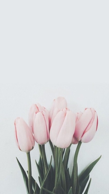 tulip wallpaper | Tumblr - 422 x 750 jpeg 32kB
