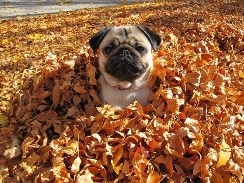 animals-lovers:Autumn