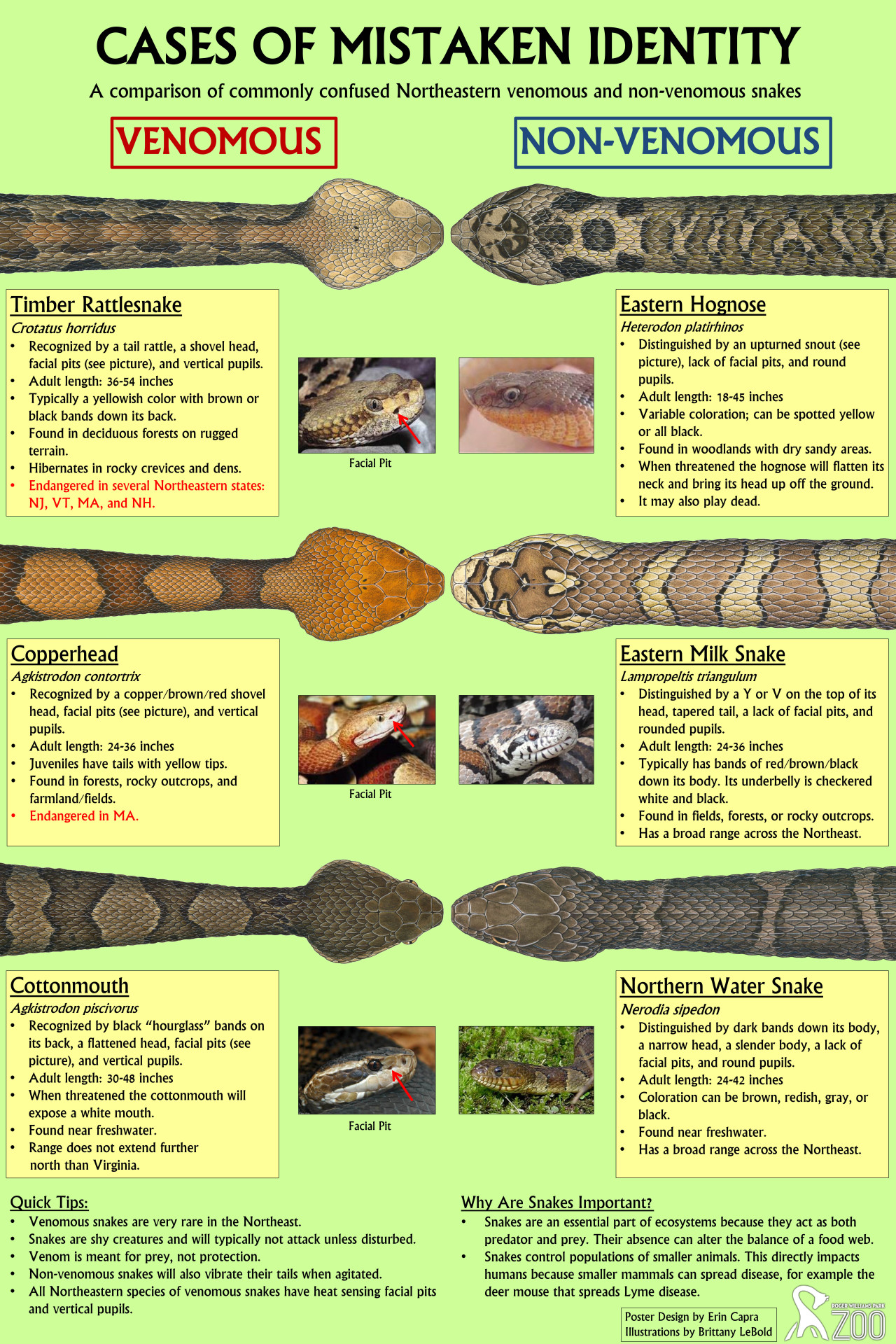 The Travelling Taxonomist - leboldillustrations: Cases of Mistaken 