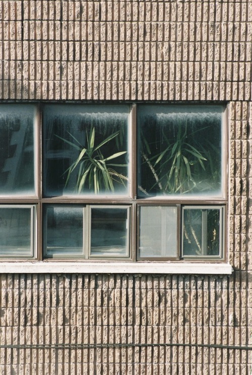 Indoor plants