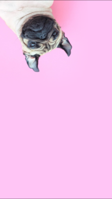 Pug Wallpaper Tumblr