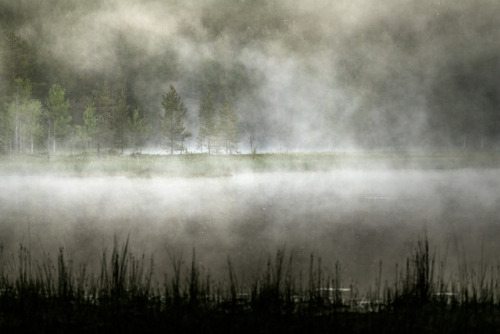 tiinatormanenphotography:Summer night at wetland. Mysterious...