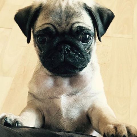 aestheticstar | Cute little pugs.