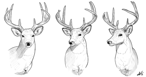 deer reference | Tumblr