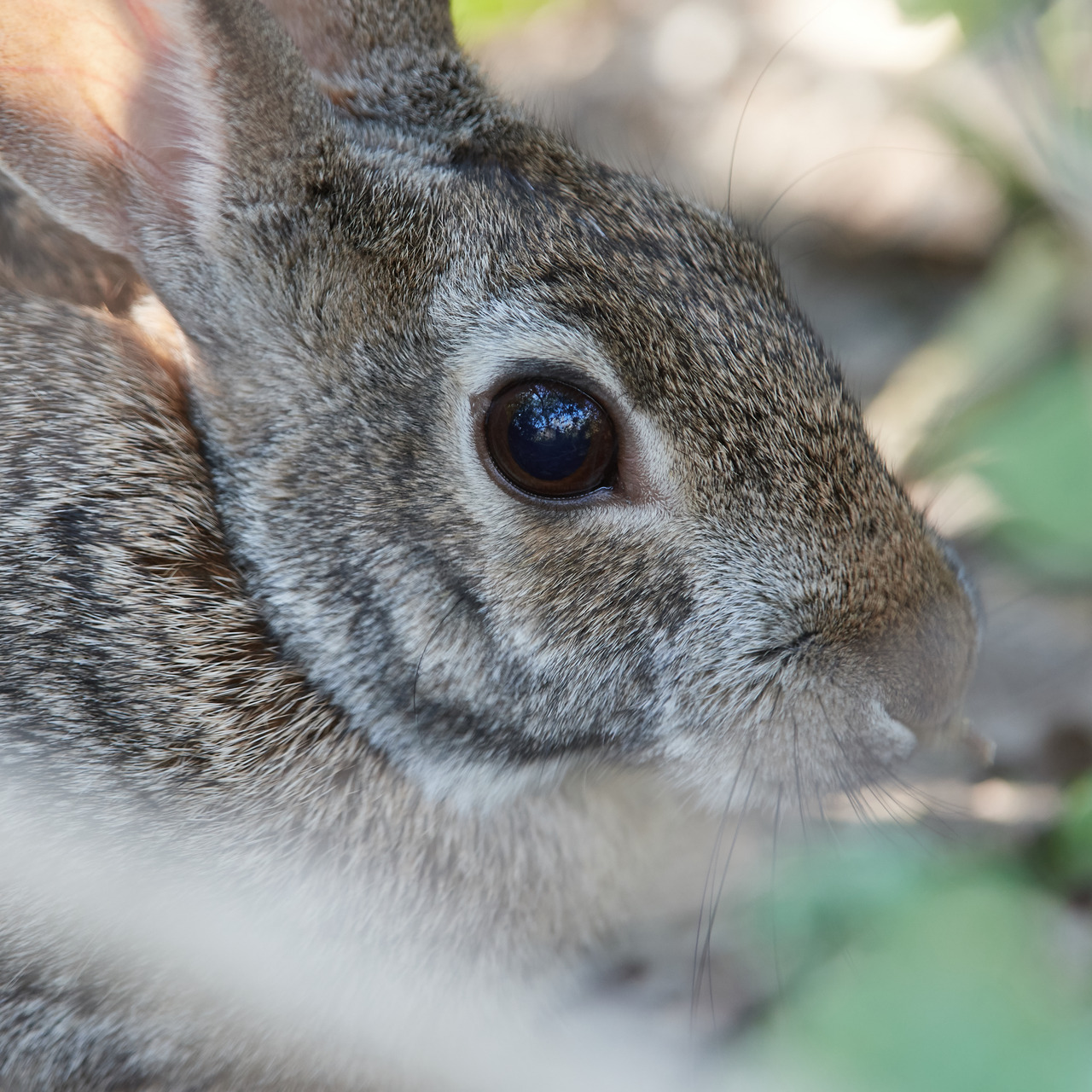 A Desert Cottontail at very close range. National... - meklarian