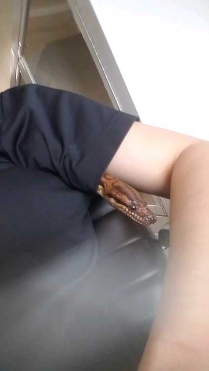 taysanimaladventures:This is the armpit snake of good fortune....