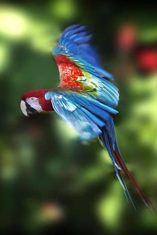 Wingedpoetry — l0stship: Color Parrot / by Javier Serrano