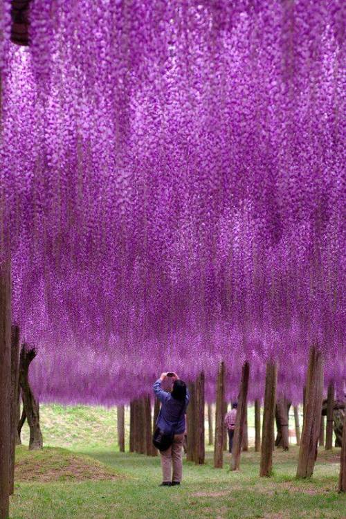 ollebosse:Fuji Park, Japan