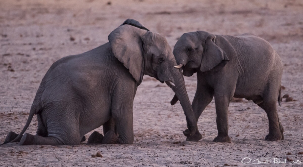 Elephant Skinny Elephant Skinny