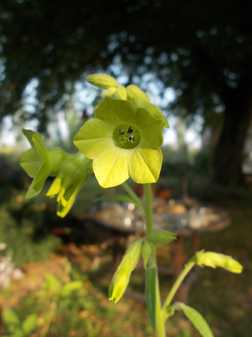 nicotiana & 039;ondra& 039;s green mix& 039; Green flowers Tobacco flowers Digital cameras flower faces Nancy J. Ondra