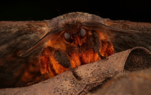 sinobug:Eupterotid Moth (Apha sp., Eupterotidae)by Sinobug...