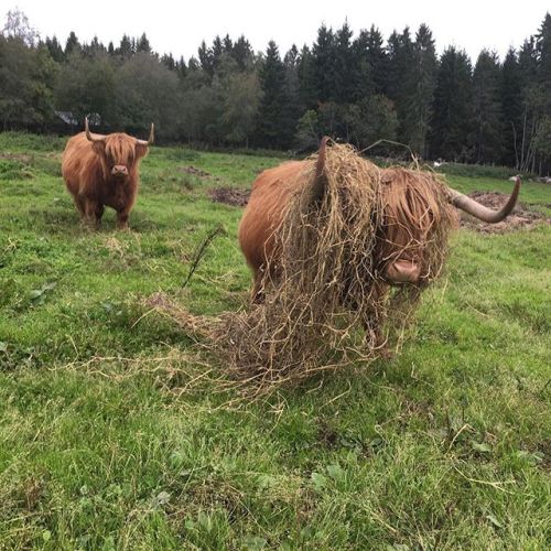 highlandcattleofsaarela:https://www.instagram.com/p/BoEh3vWhea7...