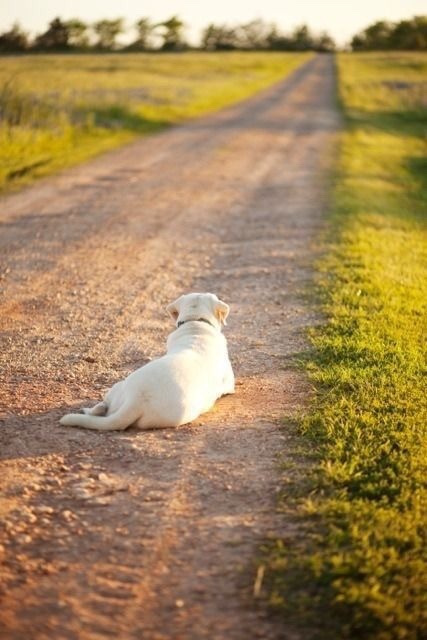 oldfarmhouse:Waiting dog on a country road