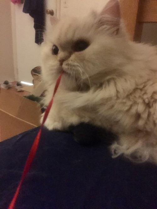 bad photo quality but here’s my cat catching a string