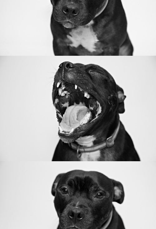 B&W Photography b&w b&w blog b&w photos pitbulls pitbull animals animal lover pit bull pitbull love dogs dog dog pictures dog pics beautiful american staffordshire terrier american bull terrier smile smiley face big smile love
