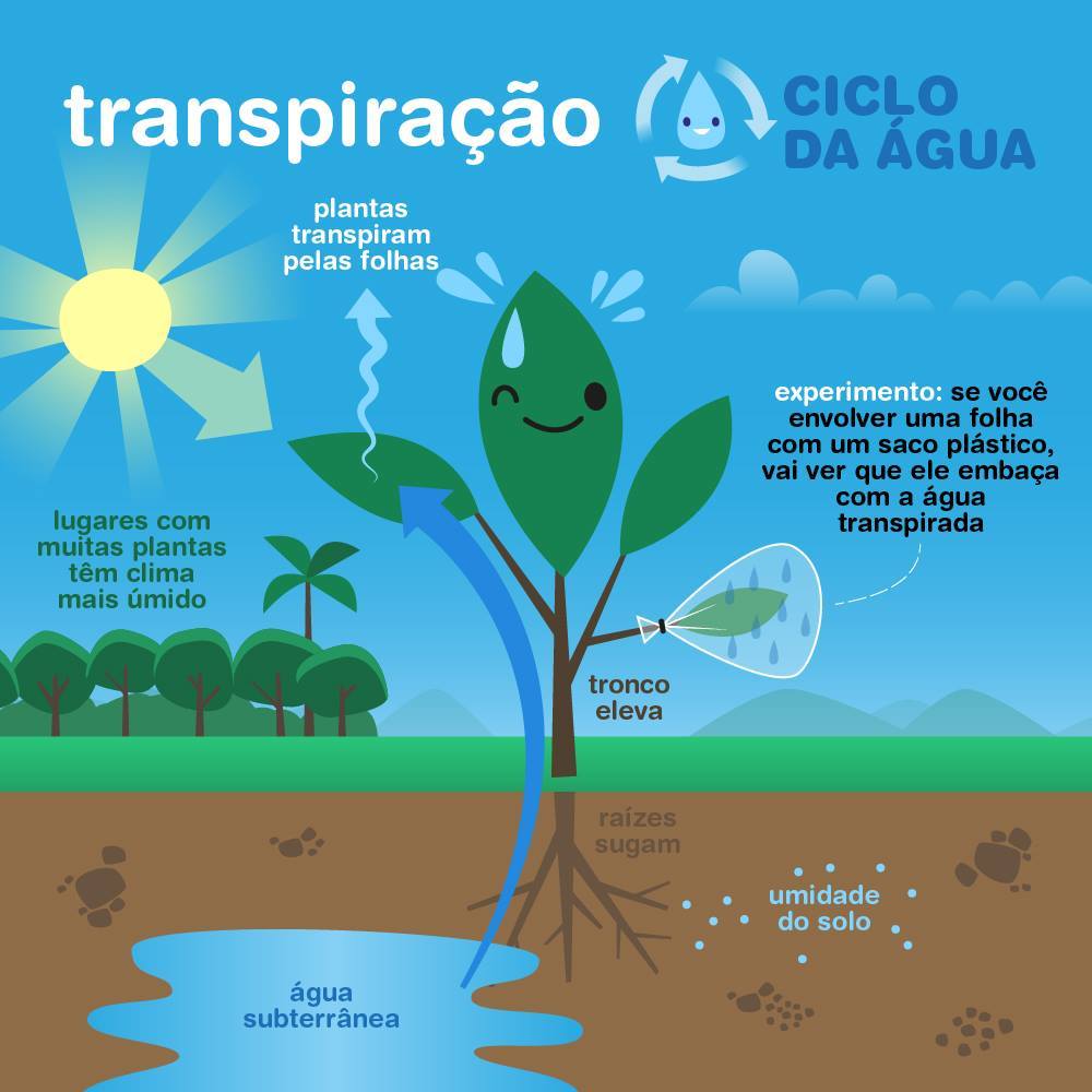 Água, sua linda — As plantas suam! É invisível, mas transpiram...