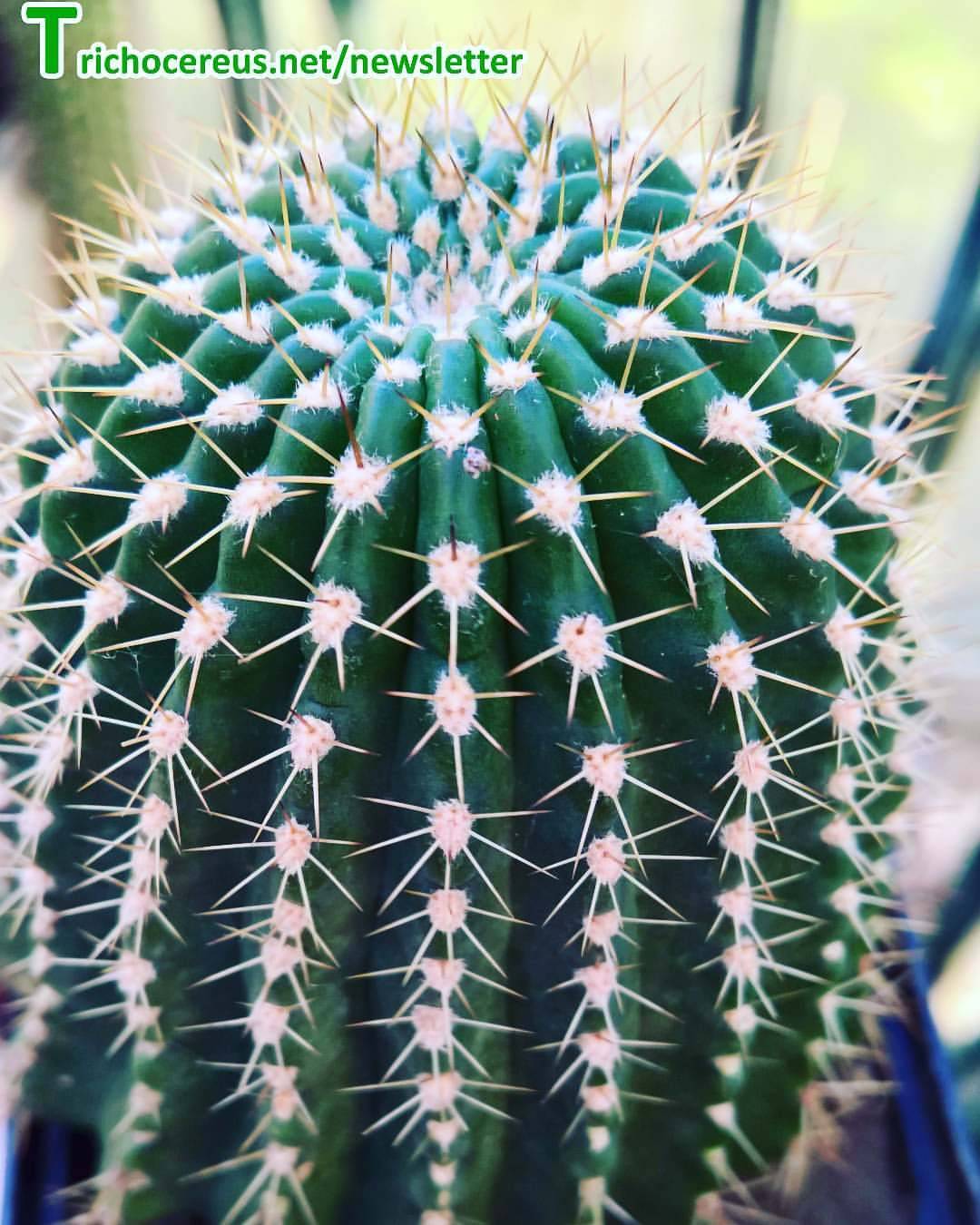 schönste hybride orchideen trichocereus gräsers schönste hybrid trichocereus echinopsis cactus cacti kaktus kakteen trichocereusnet trichocereus schönste hybride orchideen trichocereus gräsers schönste hybrid trichocereus echinopsis cactus cacti kaktus kakteen trichocereusnet trichocereus