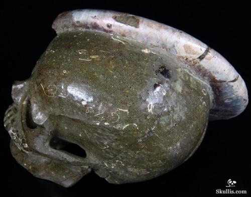 mineralists:Huge Carved Ammonite Fossil Skull