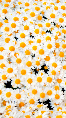 Unduh 730 Background Tumblr Flower HD Gratis