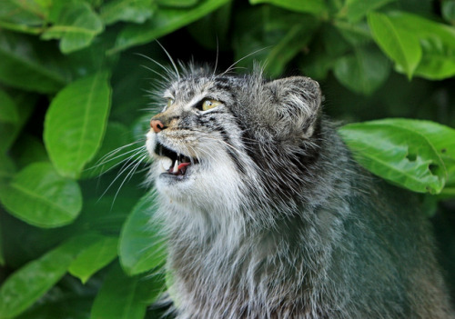 @Pallas Cat Appreciation!