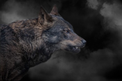 superbnature:smokin’ wolf by DarkNaturePhotography...