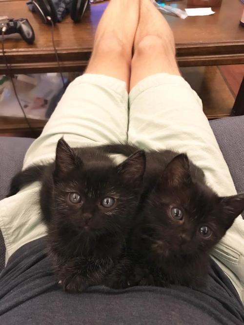 dawwwwfactory:Our foster kittens watching my husband play...