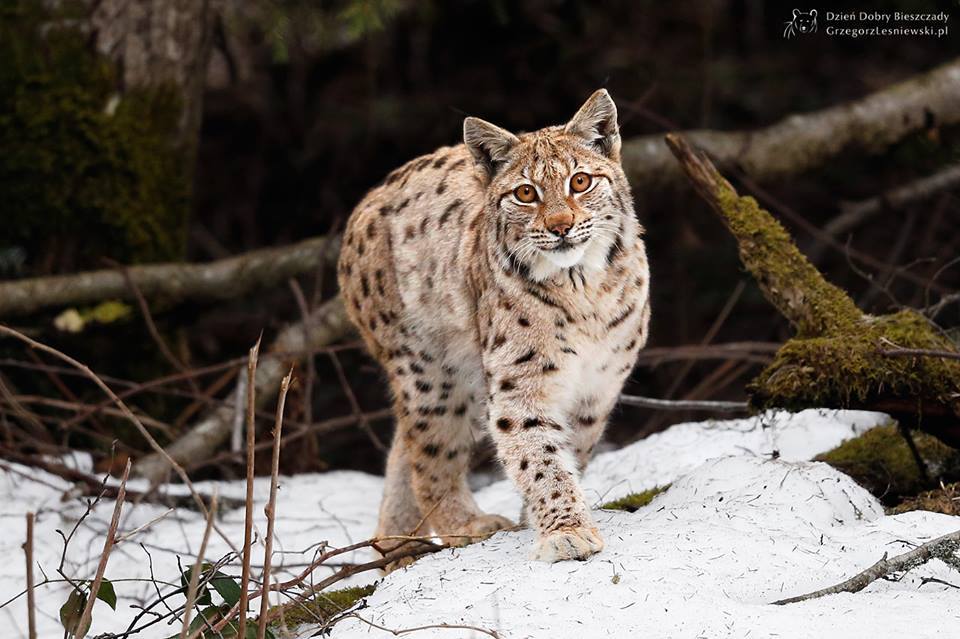 Wildlife of Bieszczady Mountains, Poland... - lamus dworski