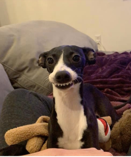 aww-cute-animals