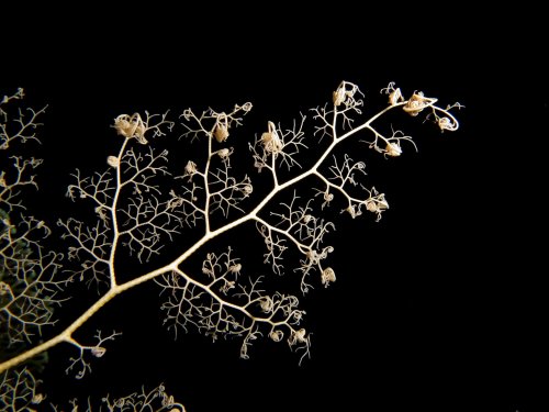 basket star tumblr